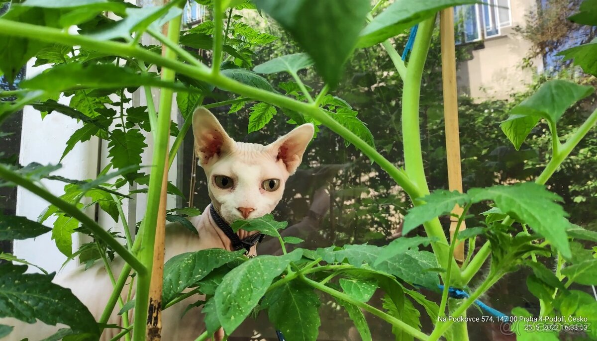 kocour Sphynx
