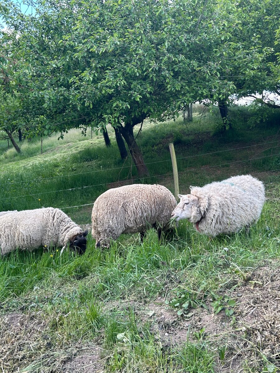 Prodám ovce suffolk