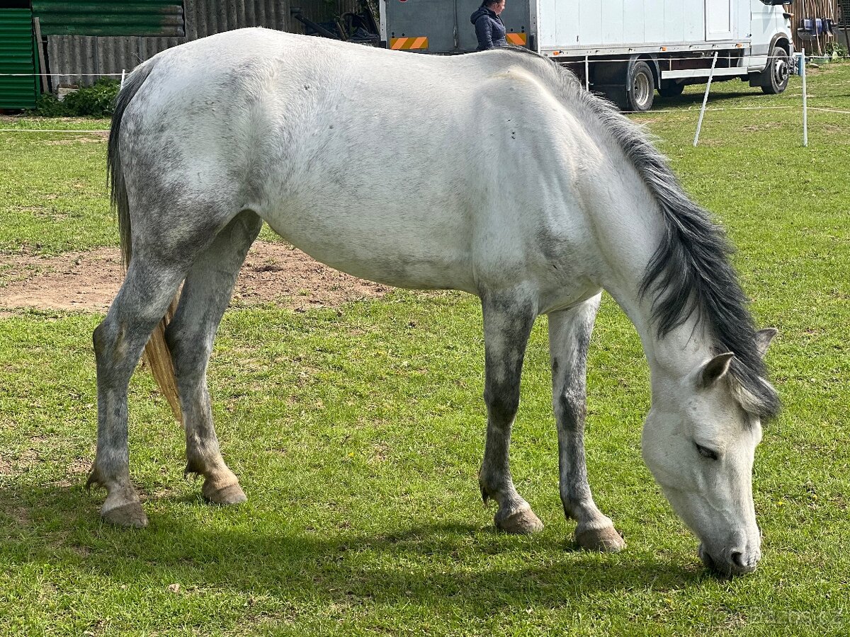 Pony kobyla