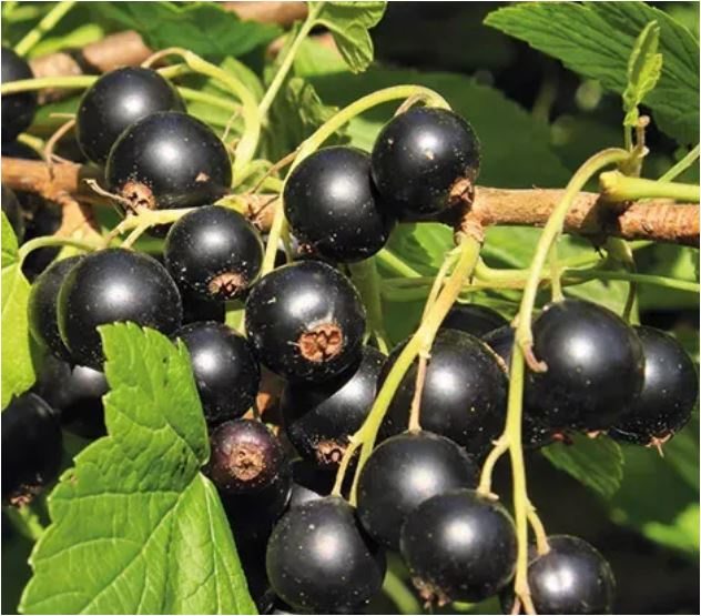 Josta plody (černý rybíz) ze zahrady 1kg/80Kč