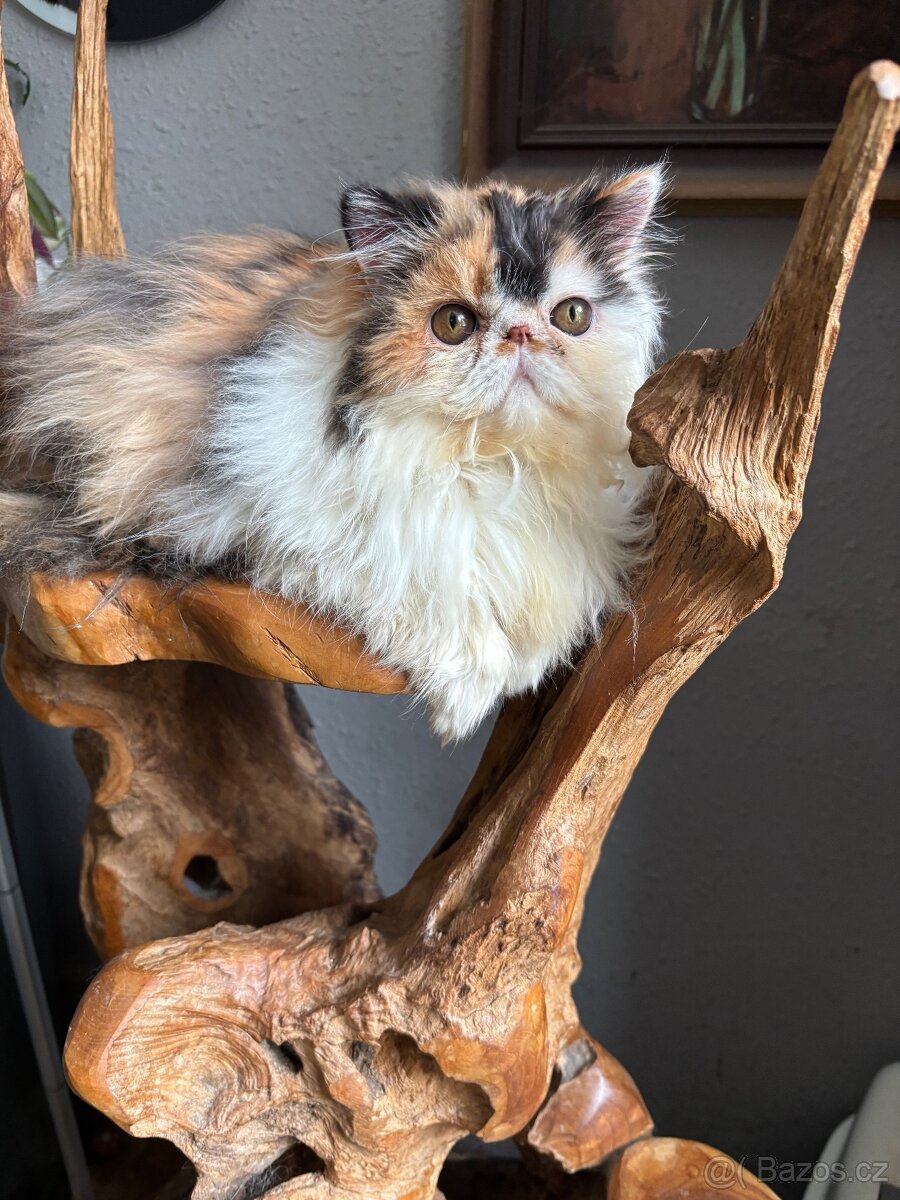Prodám perské kotě s PP-