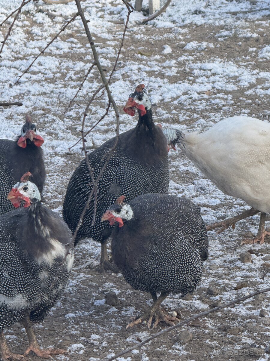 Máme na prodej mladé a okouzlující kohoutky — galantní, čilí