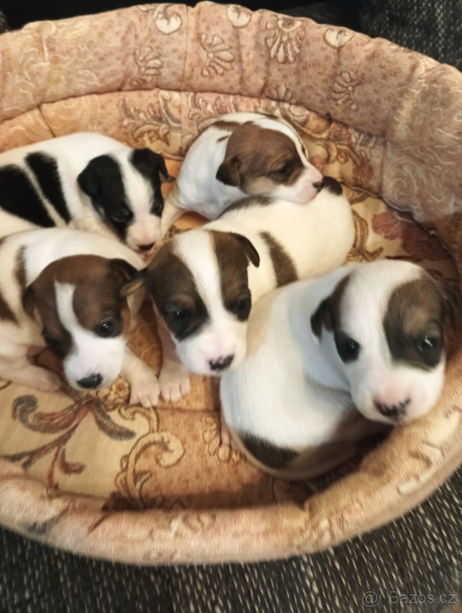 Jack Russell teriér bez PP