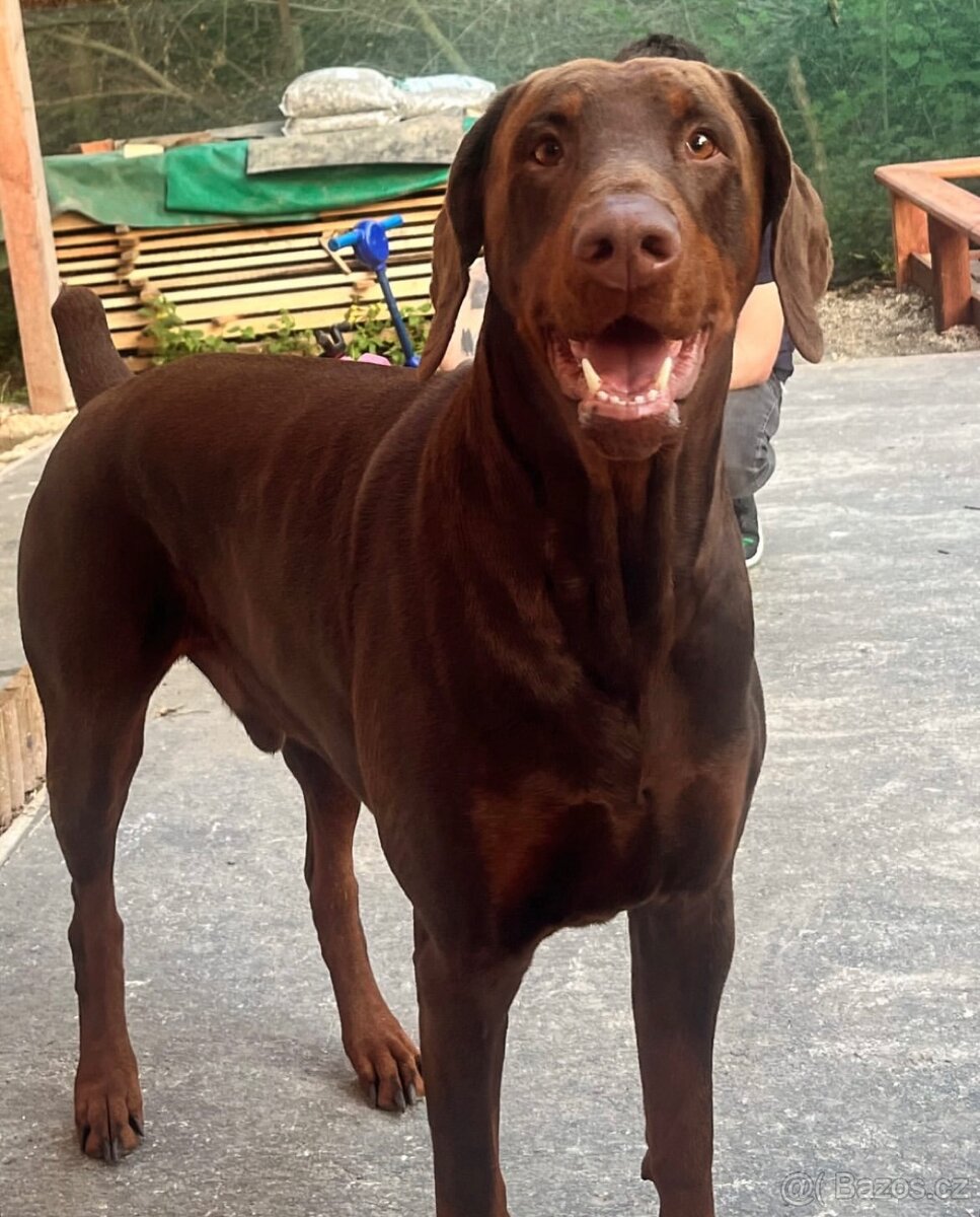 Nabízím krytí – dobrman bez PP