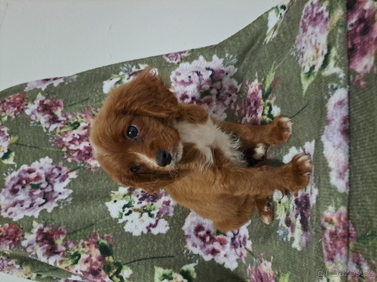 Cavapoo