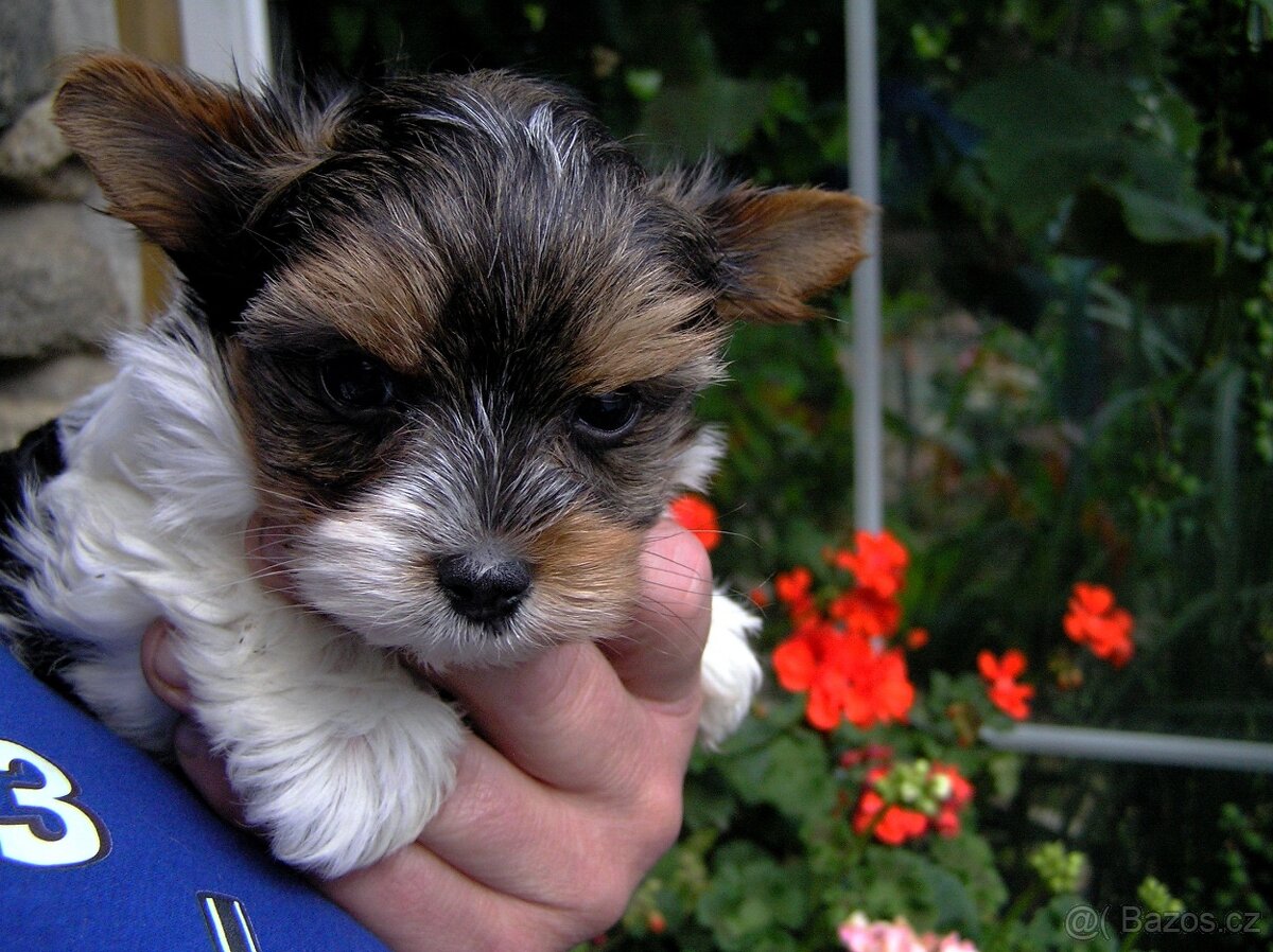 Biewer Yorkshire Terrier - štěňátko pejsek