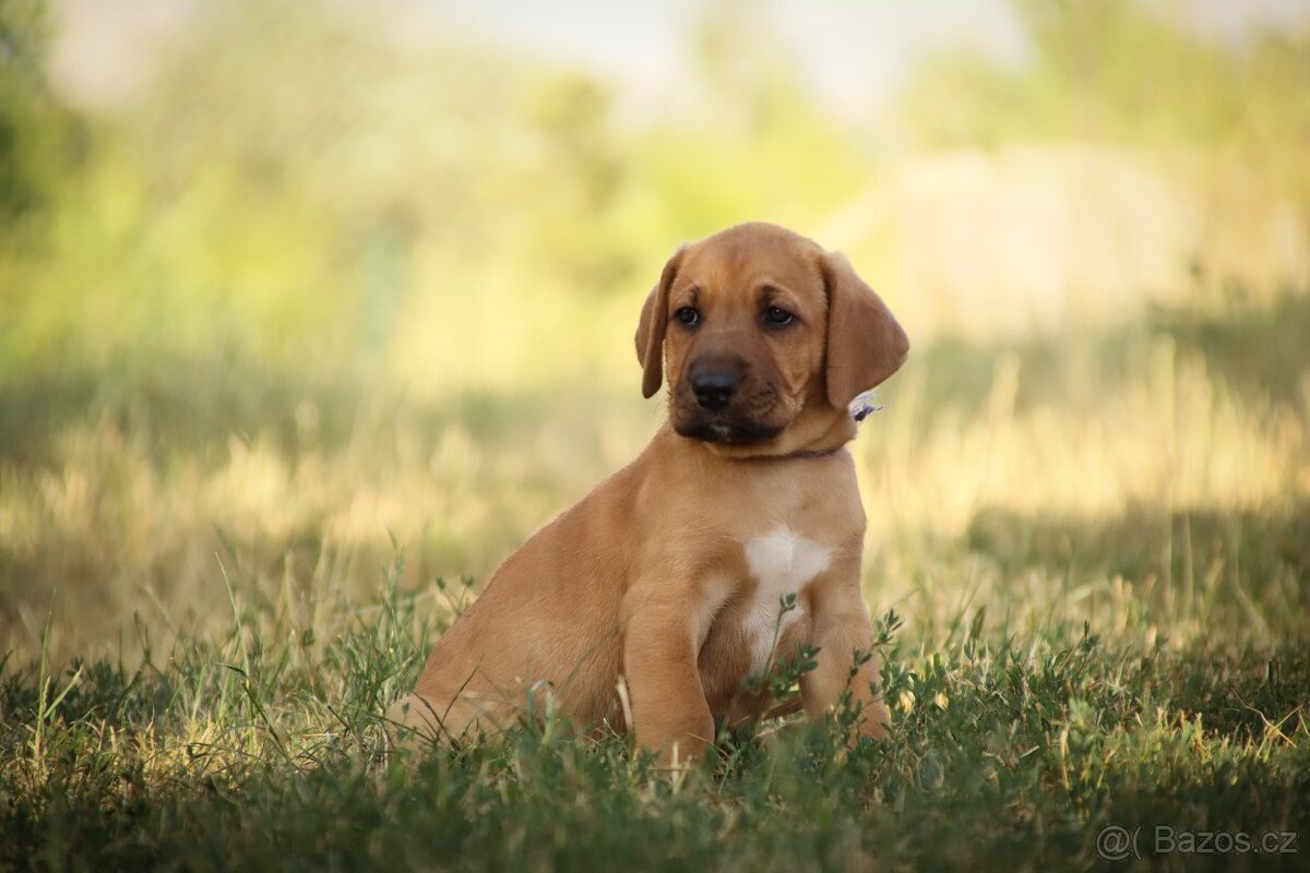 Rhodéský ridgeback - Broholmer s PP