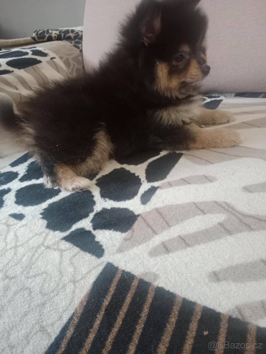 Pomeranian