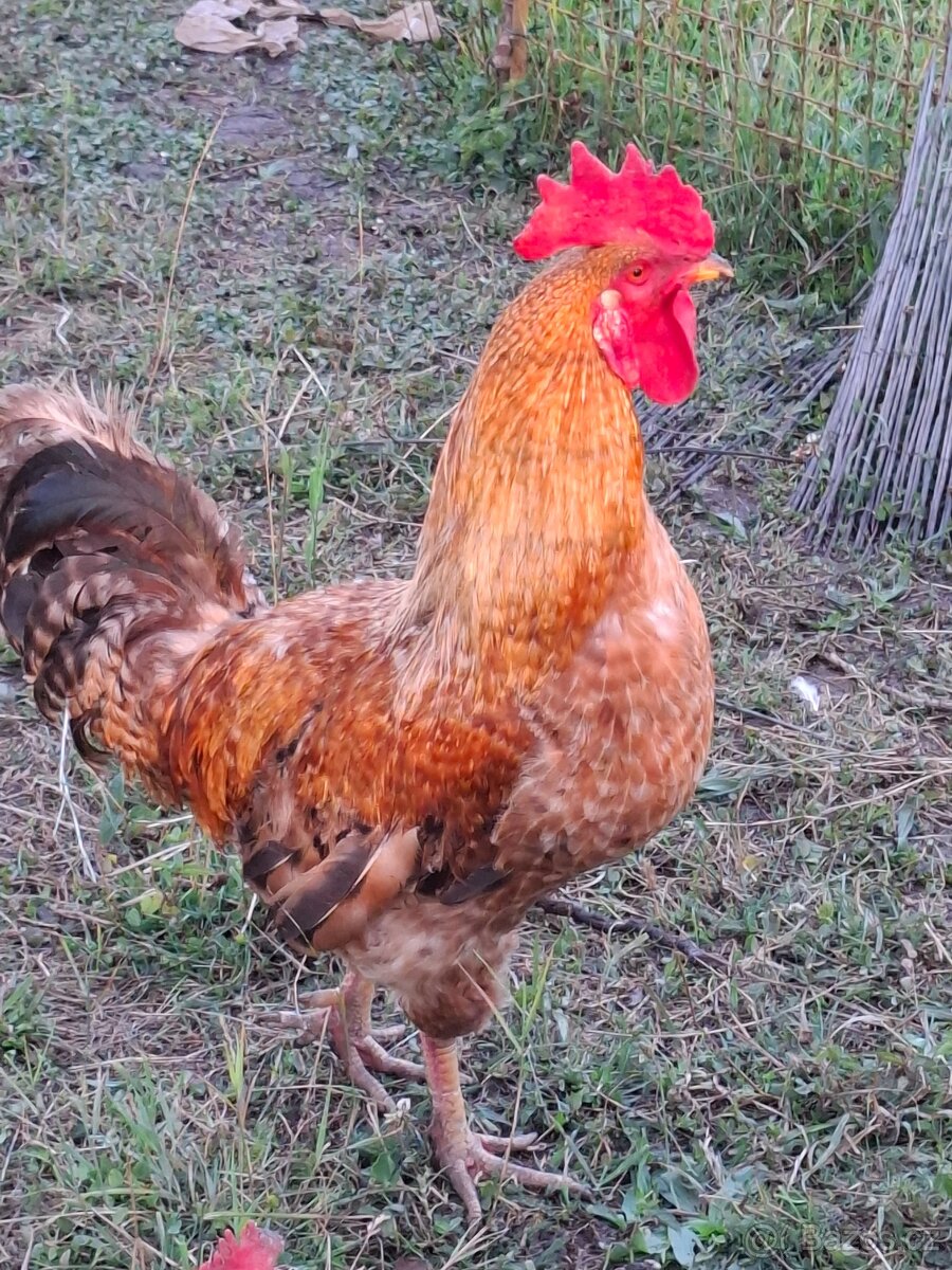 Kohout