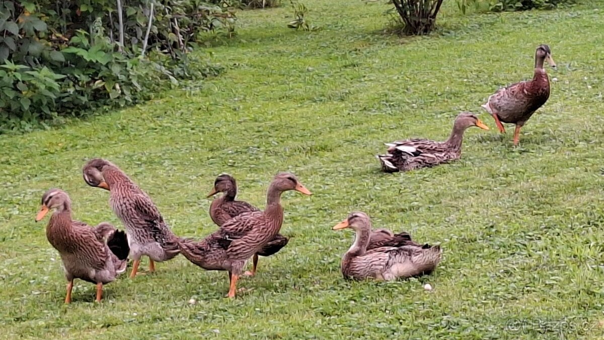 Indický běžec