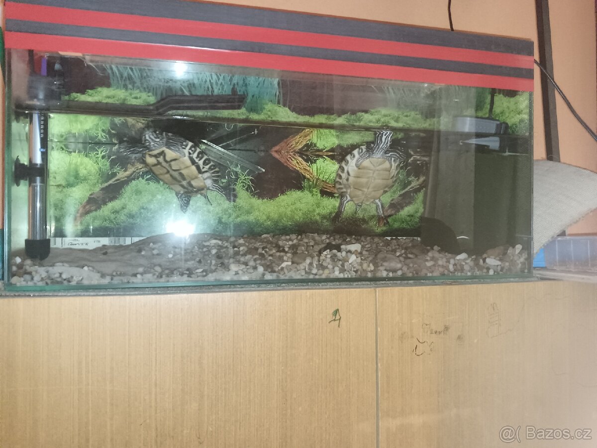 Prodám vodní želvy mapové+ akvárium a vše potřebné k chovu