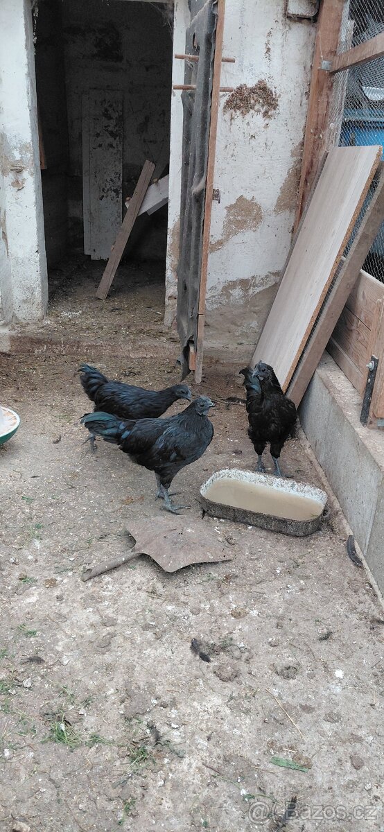 Ayam cemani
