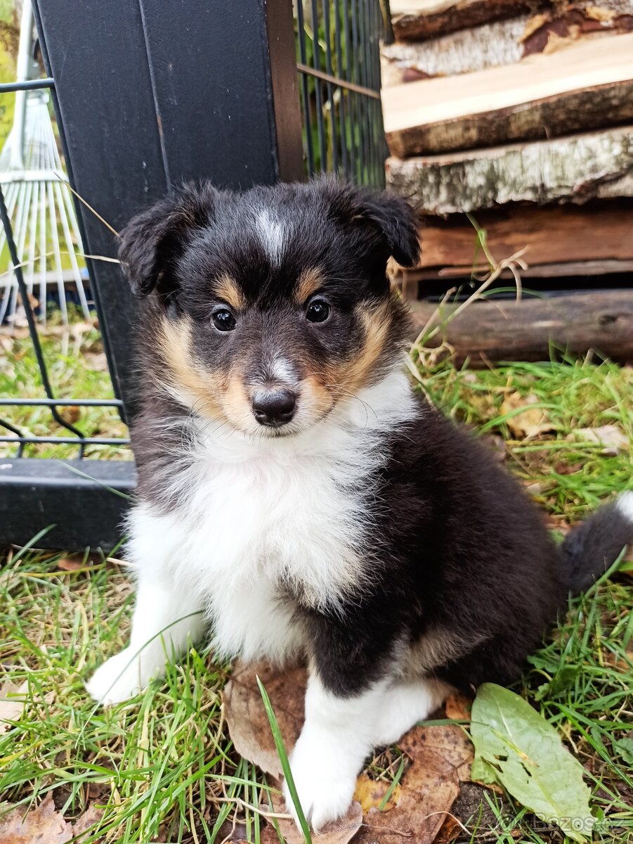Owczarek szetlandzki piesek trikolor