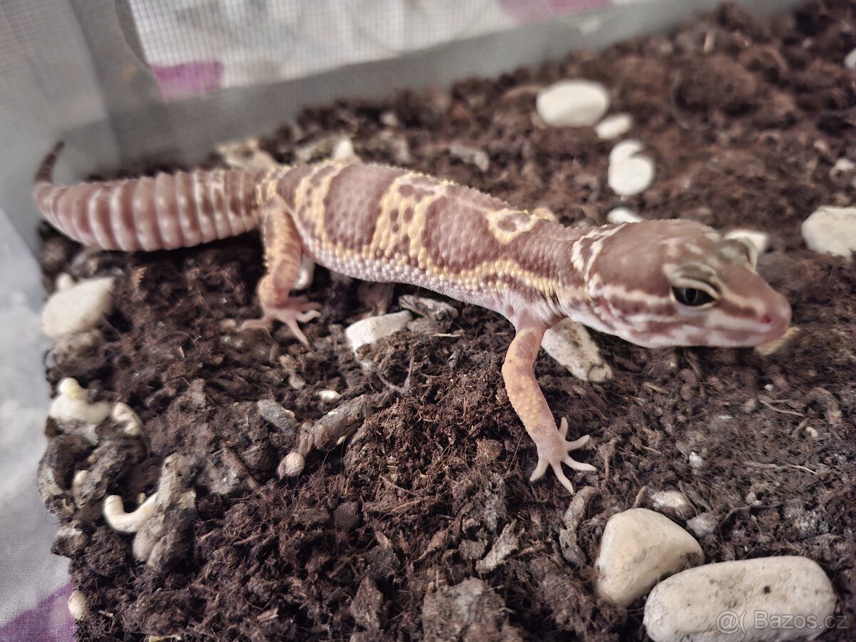 Gekončík noční - samice