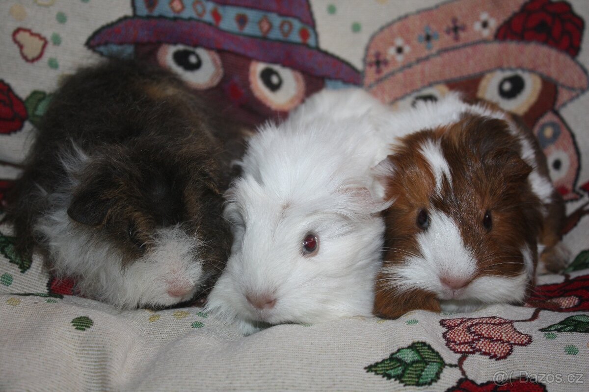 Dlouhosrstá morčátka kluci