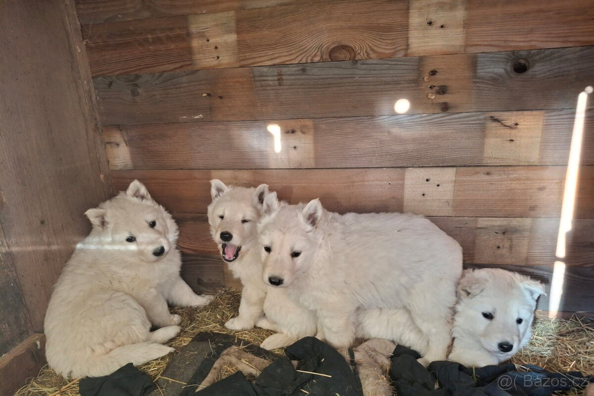 Štěňátka - bílý švýcarský ovčák