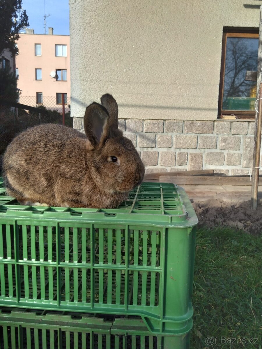 Vídeňský šedý