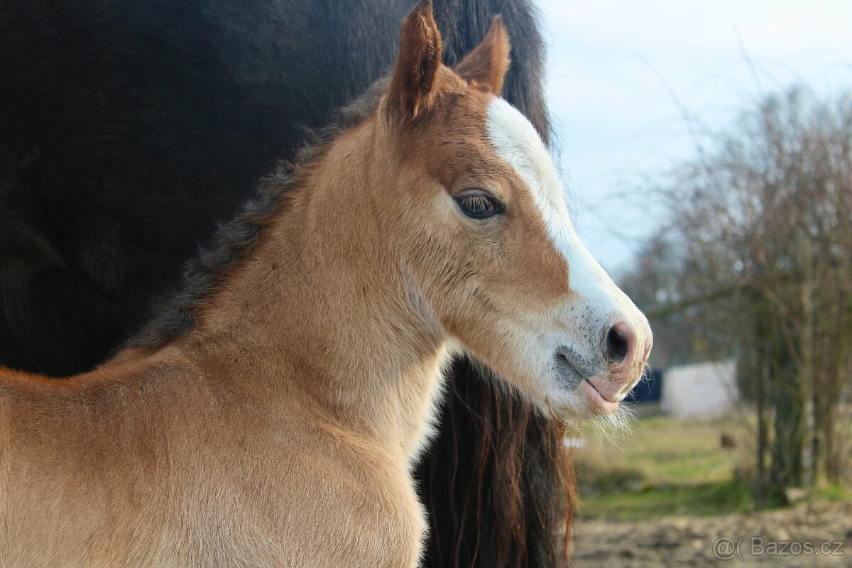 Welsh cob kobylka