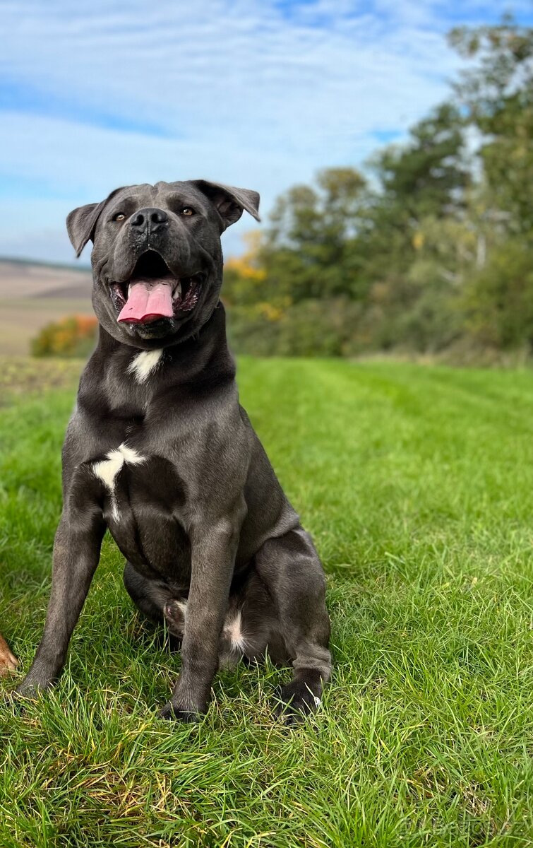 Cane Corso ke krytí