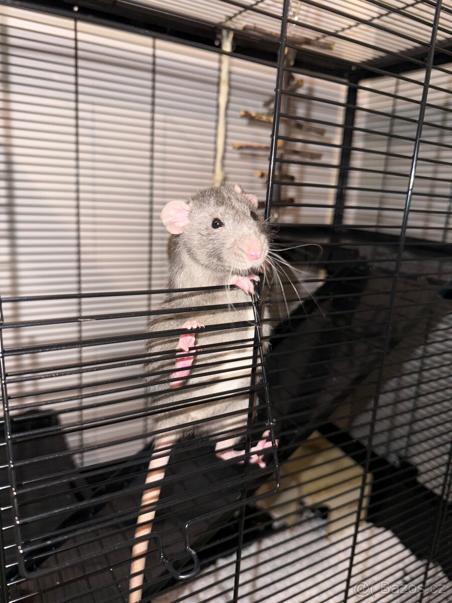 Potkani Dumbo