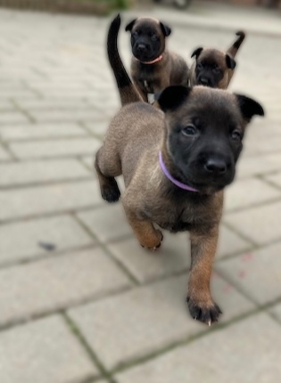 Belgický ovčák malinois s pp