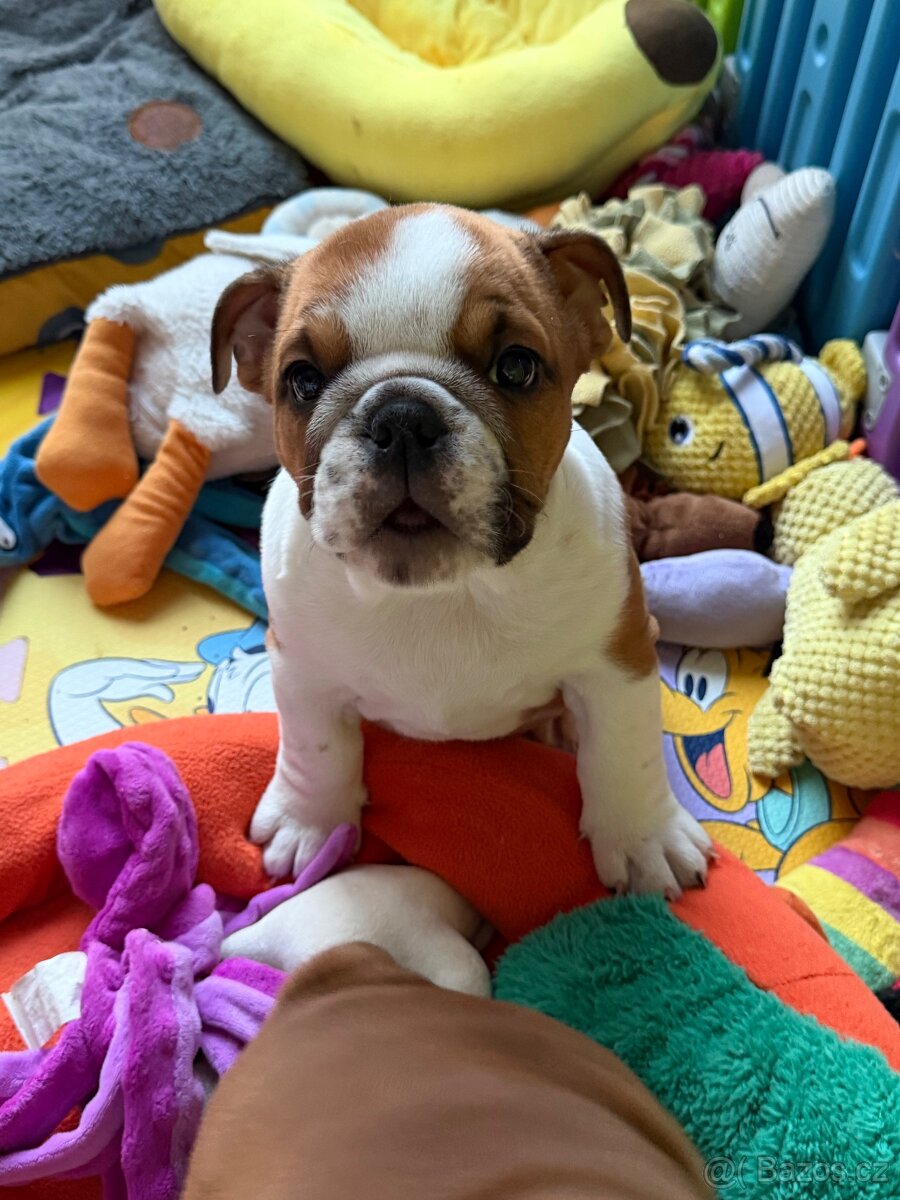 Anglicky bulldog buldog buldok