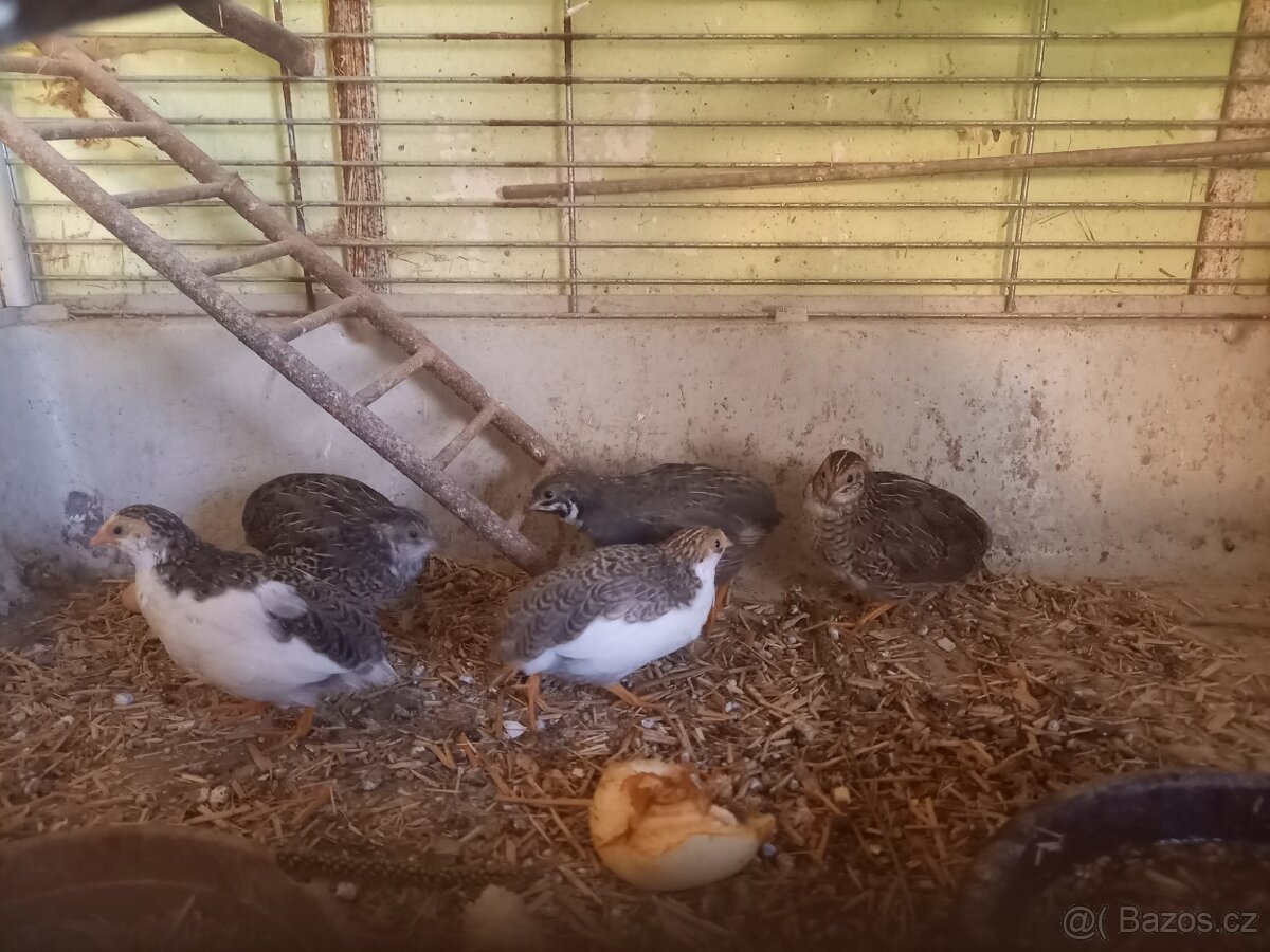 Andulky, zebřičky a křepelky čínské