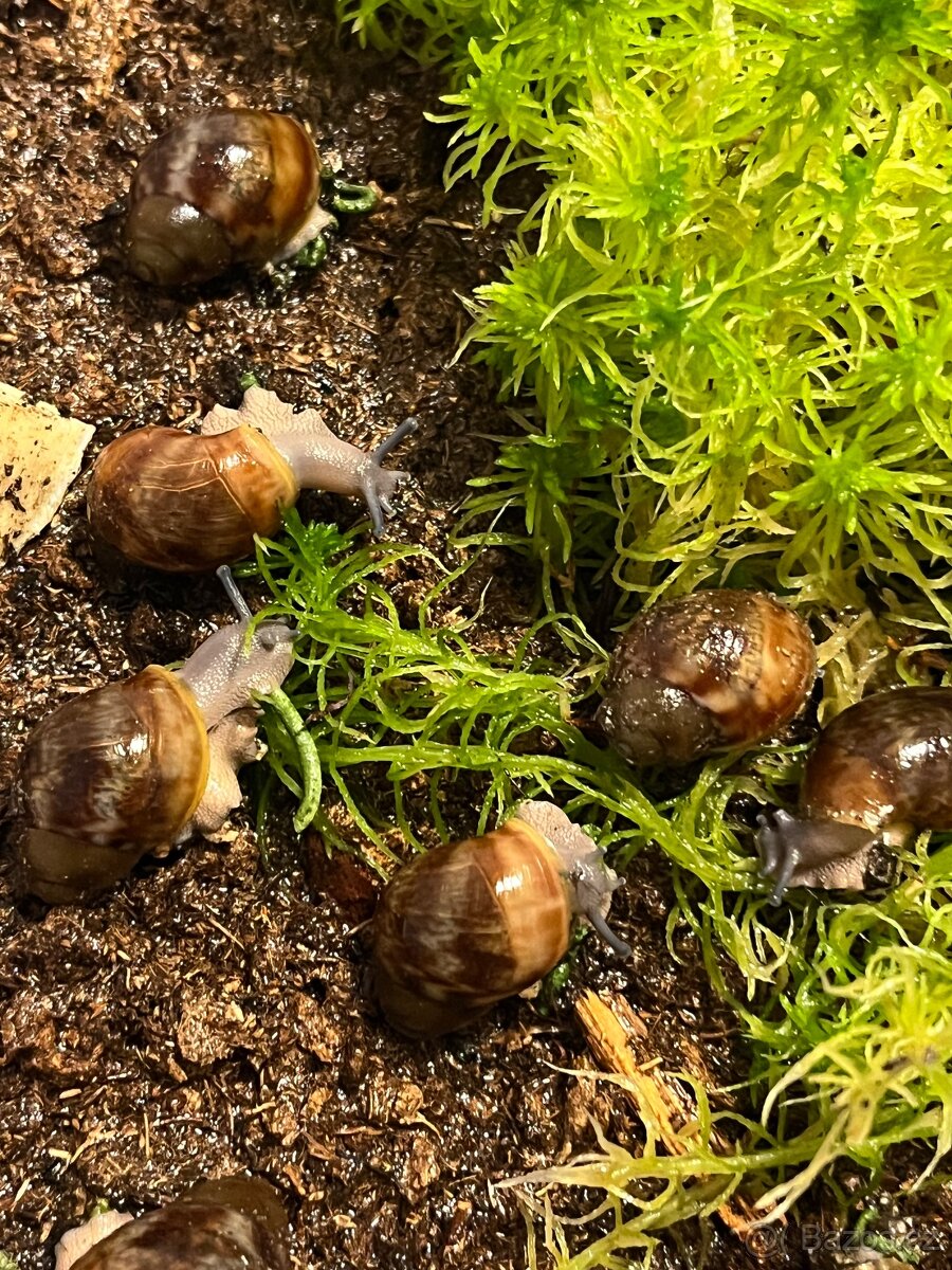 Africký šnek a vše potřebné pro ně