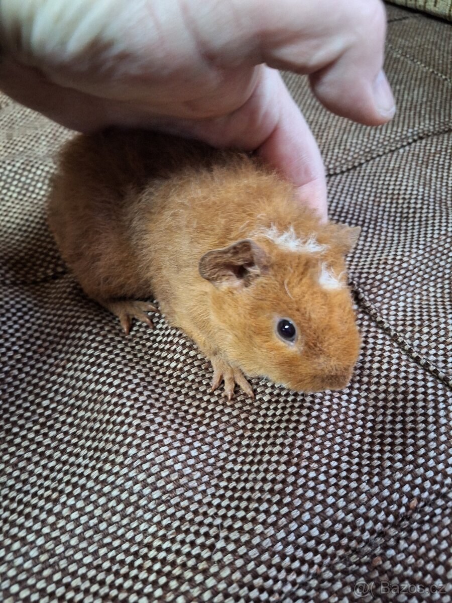 morče US teddy (4xsamec,2samice)