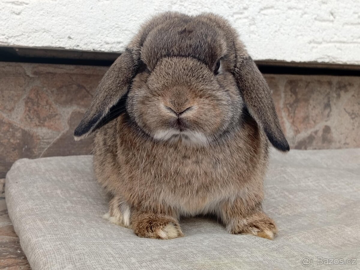 Volná samička - Anglický Zakrslý Beránek MiniLop🍑