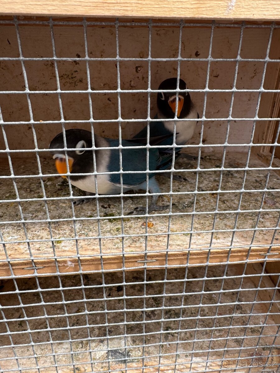 Prodám Agapornise Škraboškového