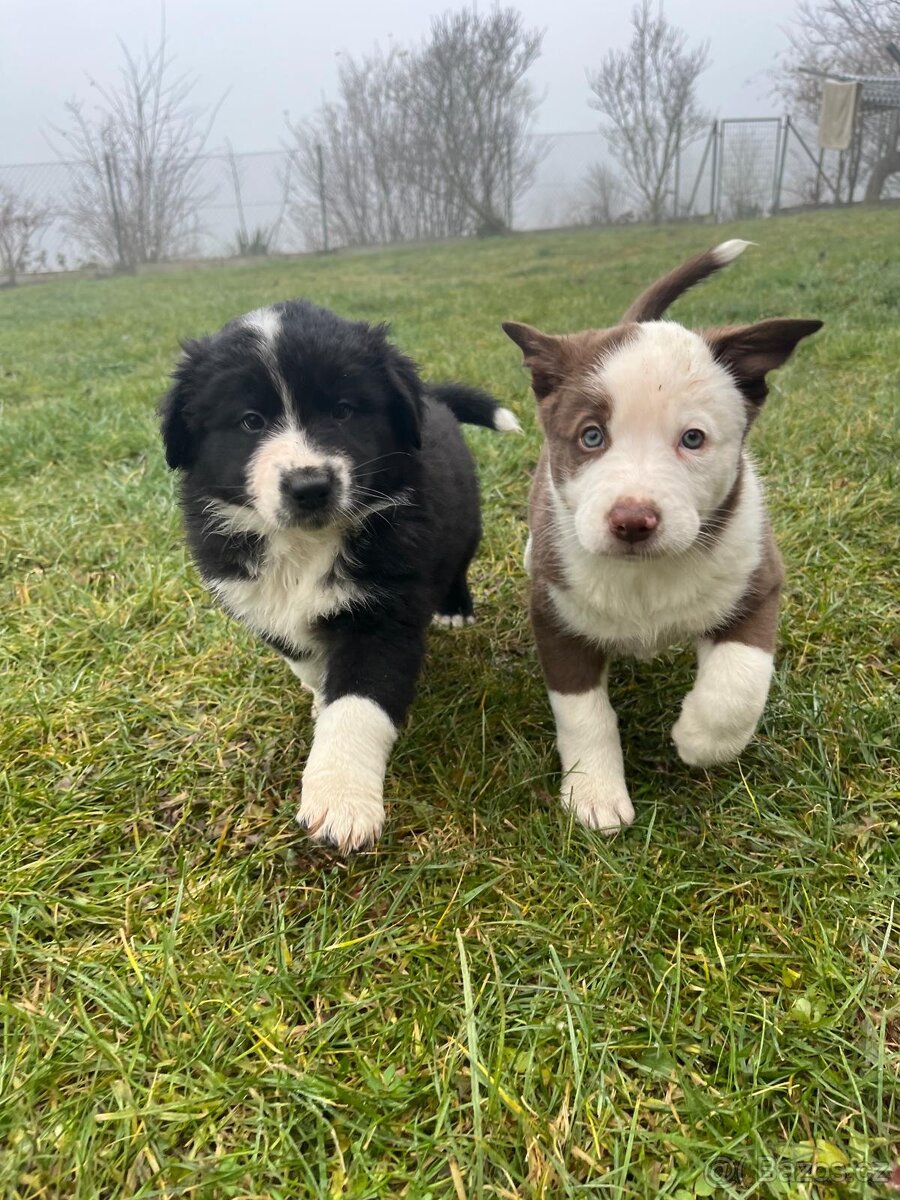 Štěňátka border kolie × australský ovčák