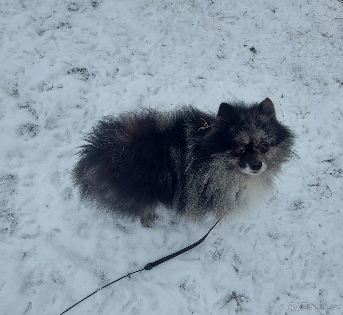 Nemecky špic Německý špic