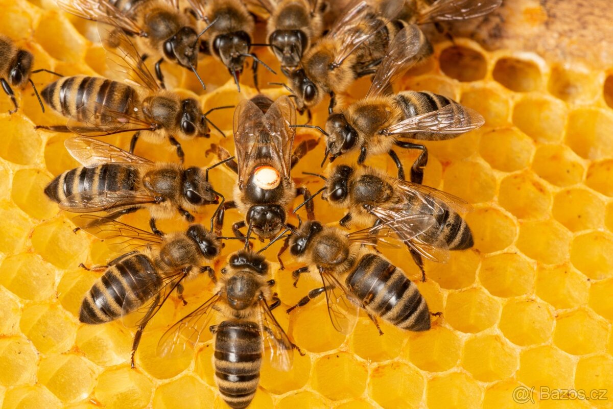 Včely - vyzimovaná včelstva