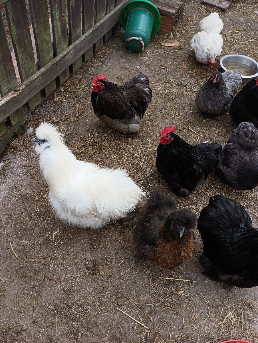 Hedvábnička velká