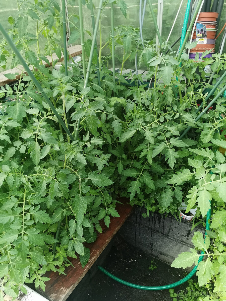 Sazenice rajčat