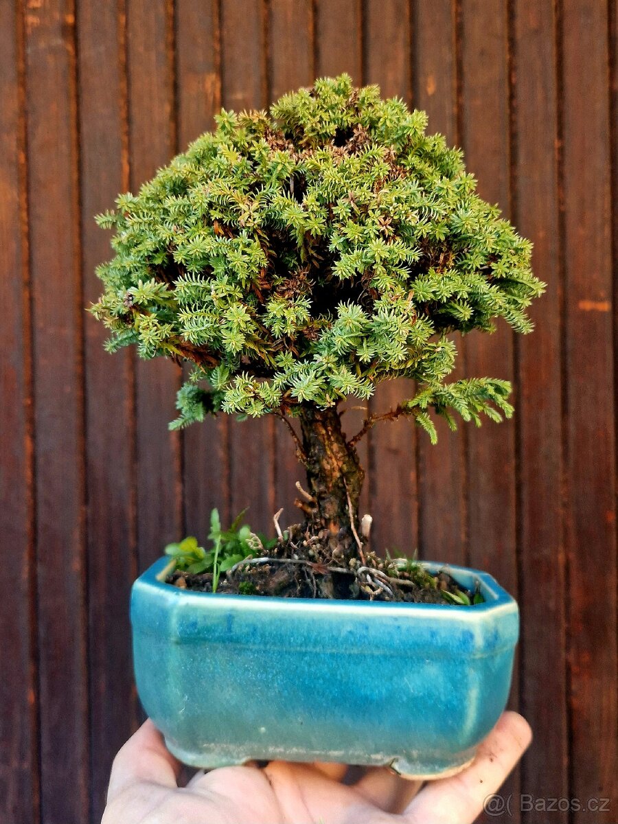 Bonsaj, Bonsai - Cyprisek hrachonosny 2