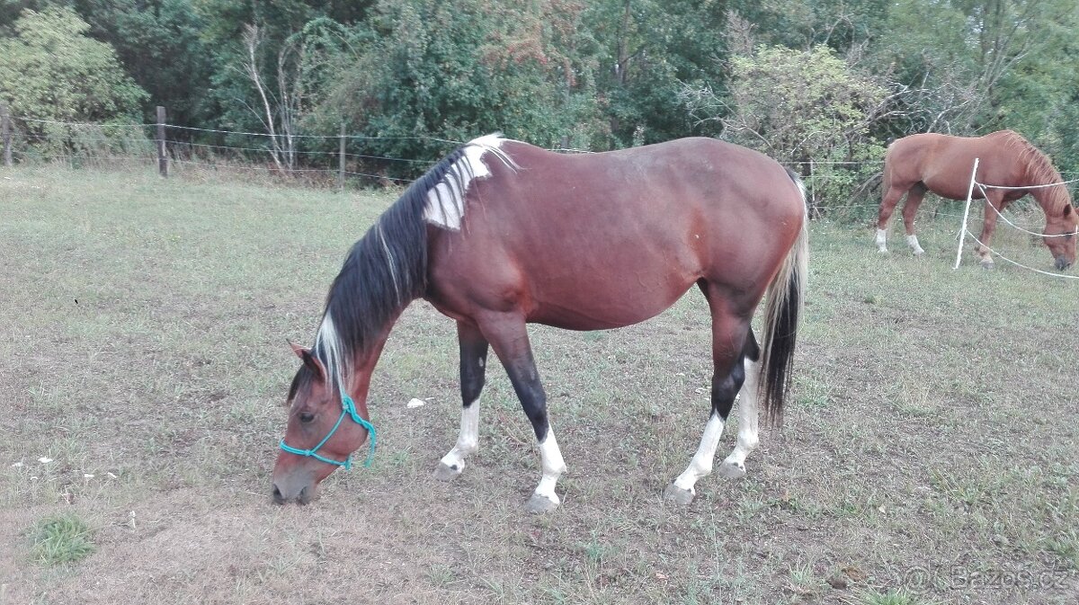 Klisna 12 let, KVH 155cm