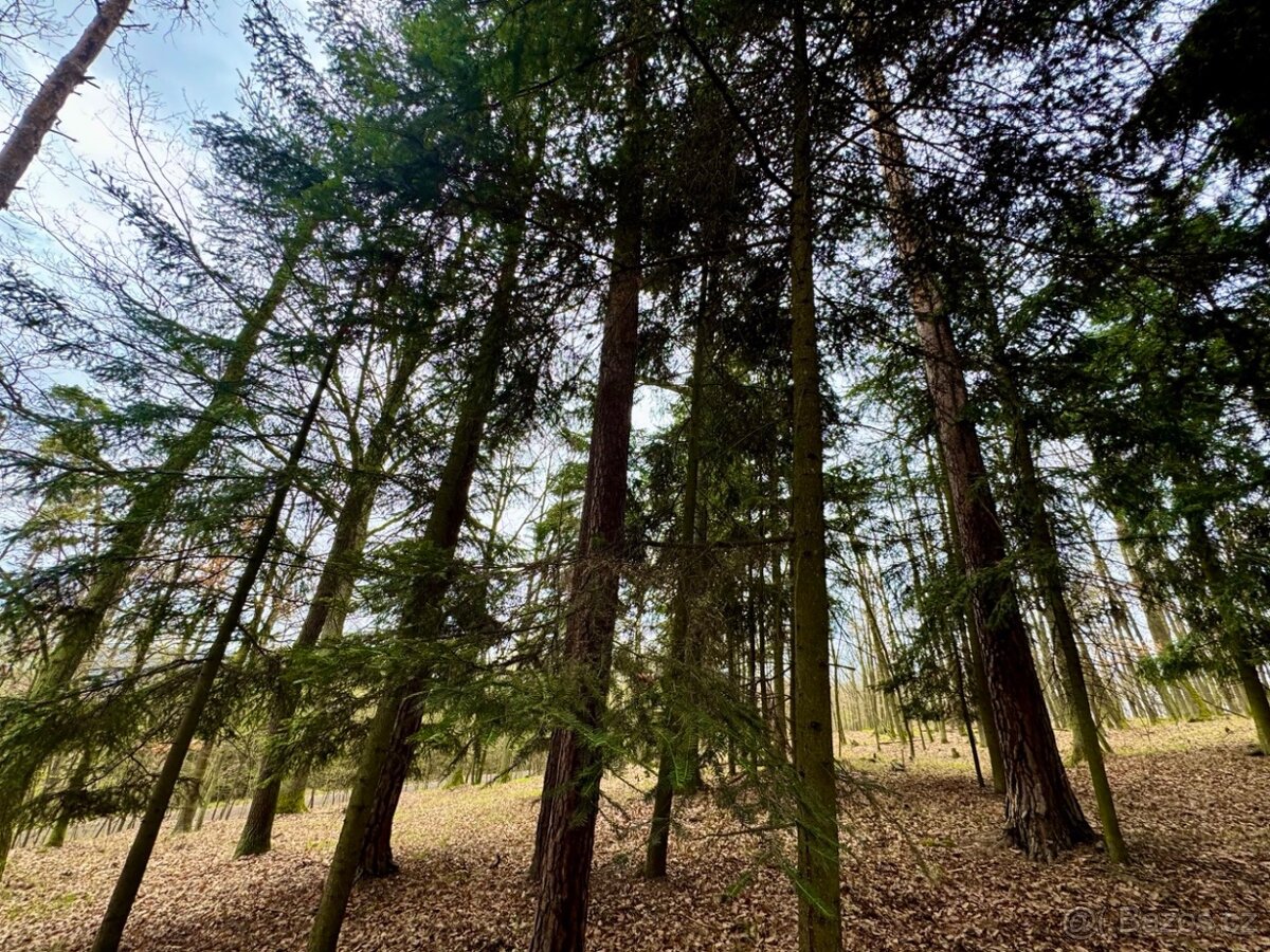 Lesní pozemek k.ú. Šerkovice 1.307m2