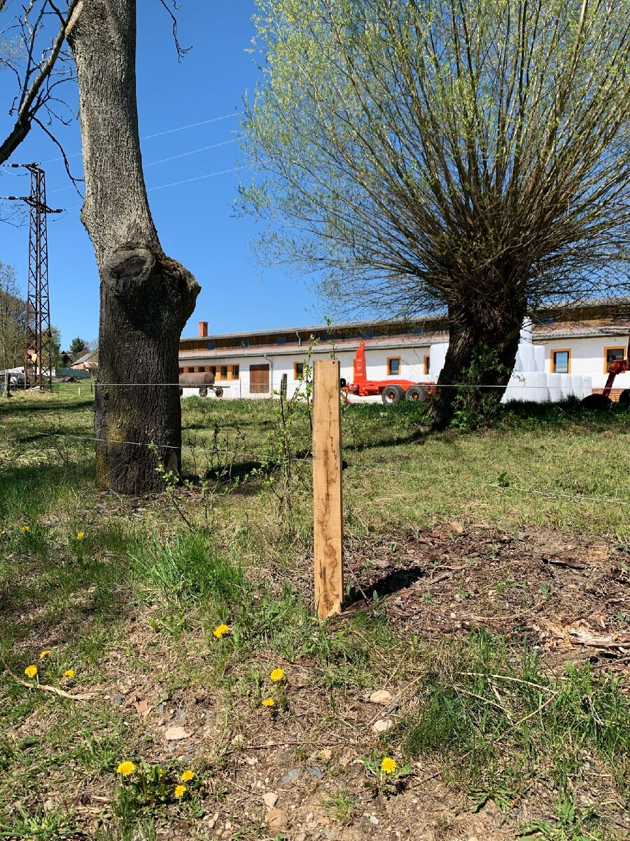Dubové pastevní kůly