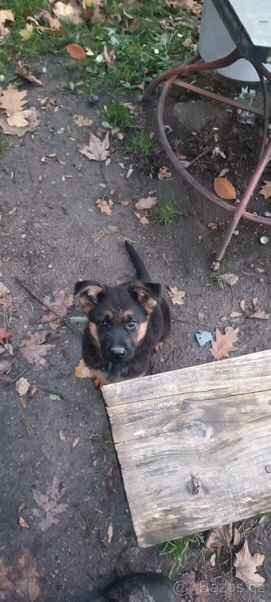 Německý ovčák bez PP