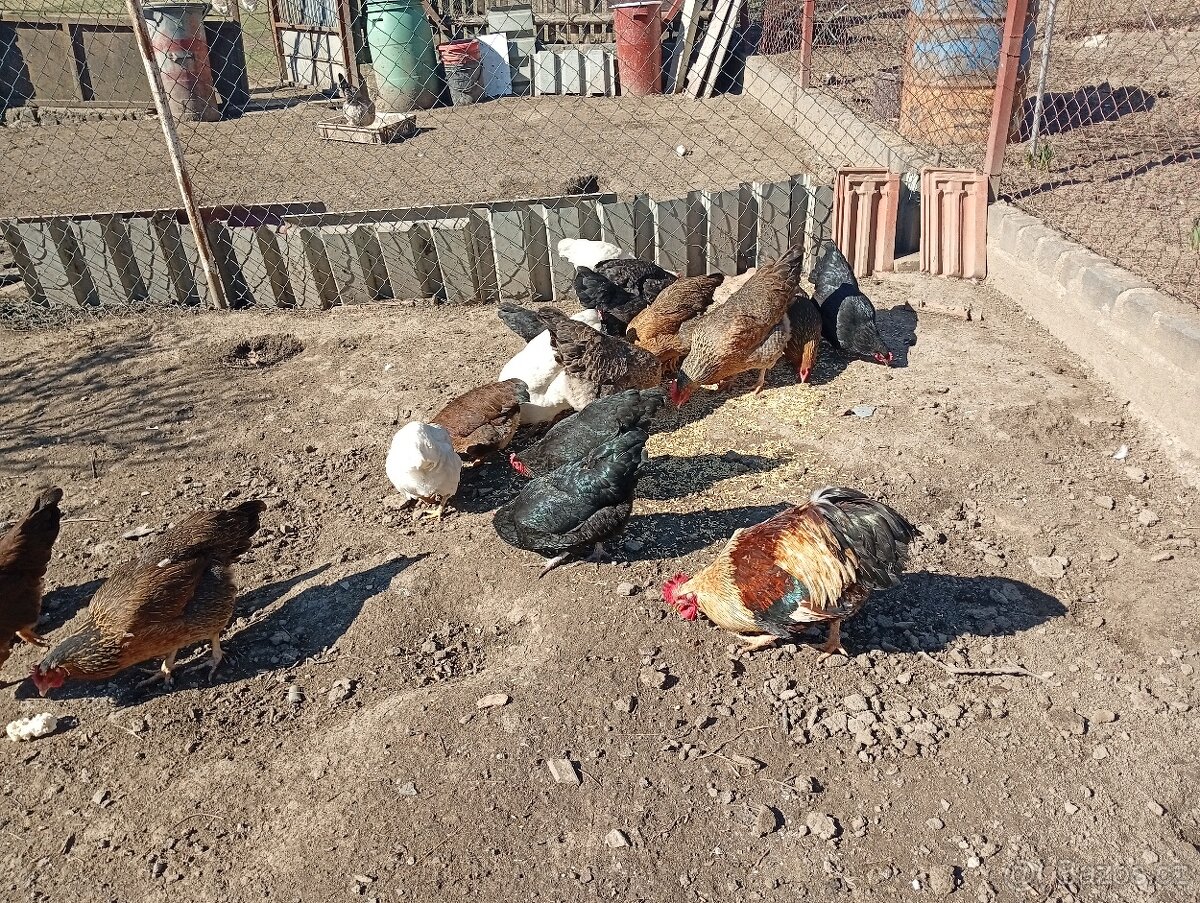 Násadová slepičí vejce