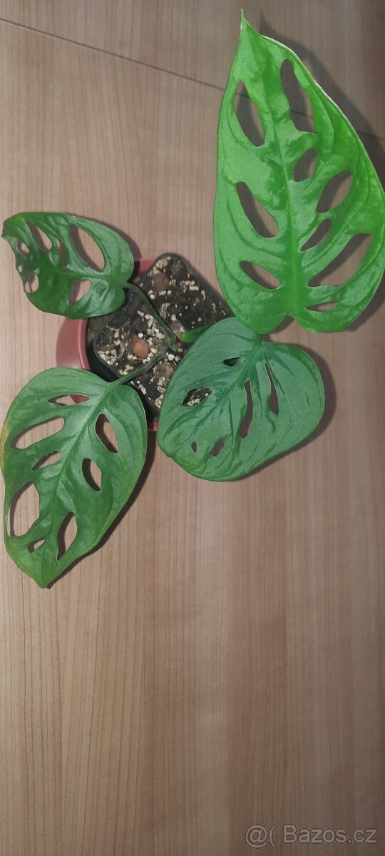 Monstera adansonii