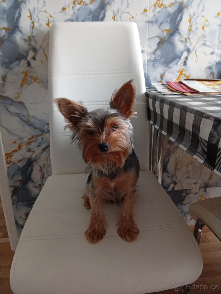 Prodám Yorkshire teriér