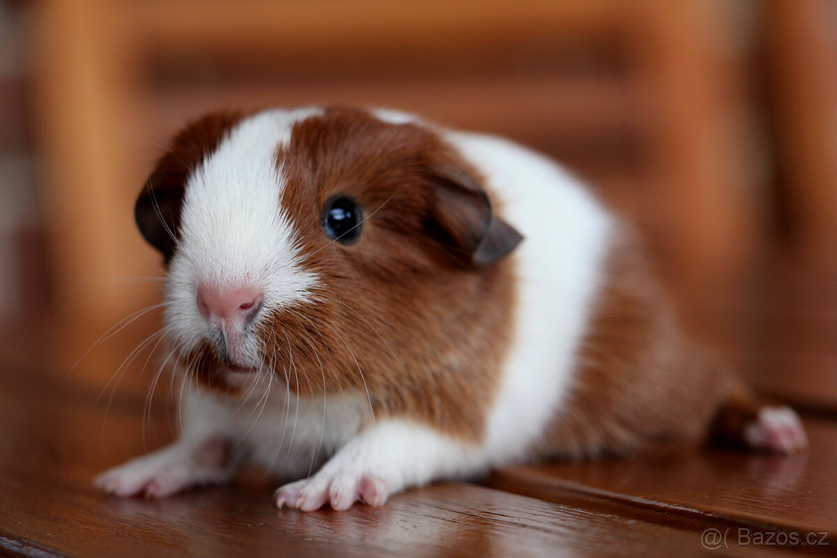 Morče, morčata, morčátko s PP - krátkosrstá