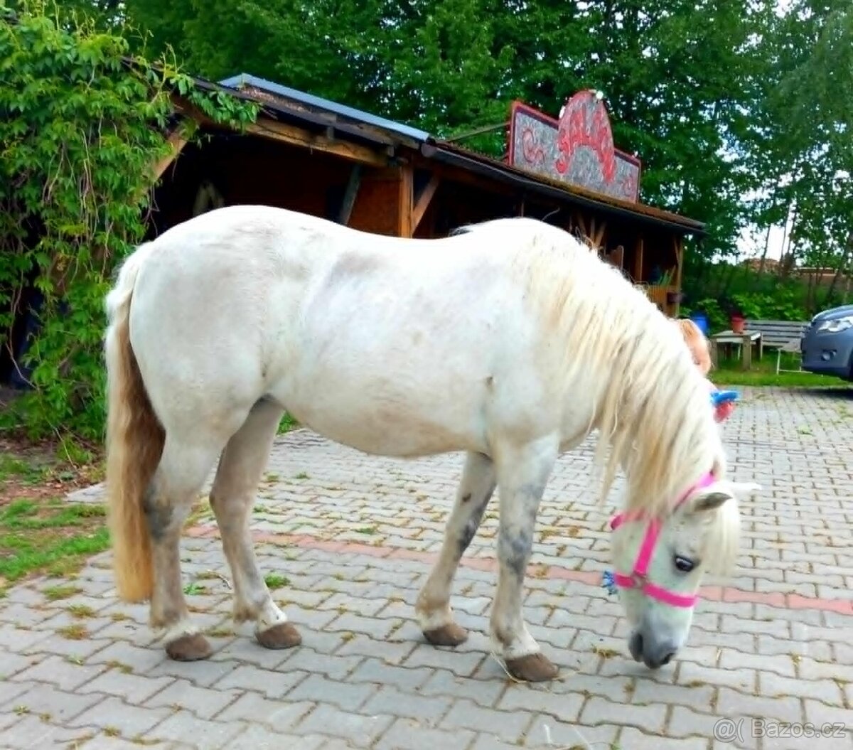Bílá kobylka pony