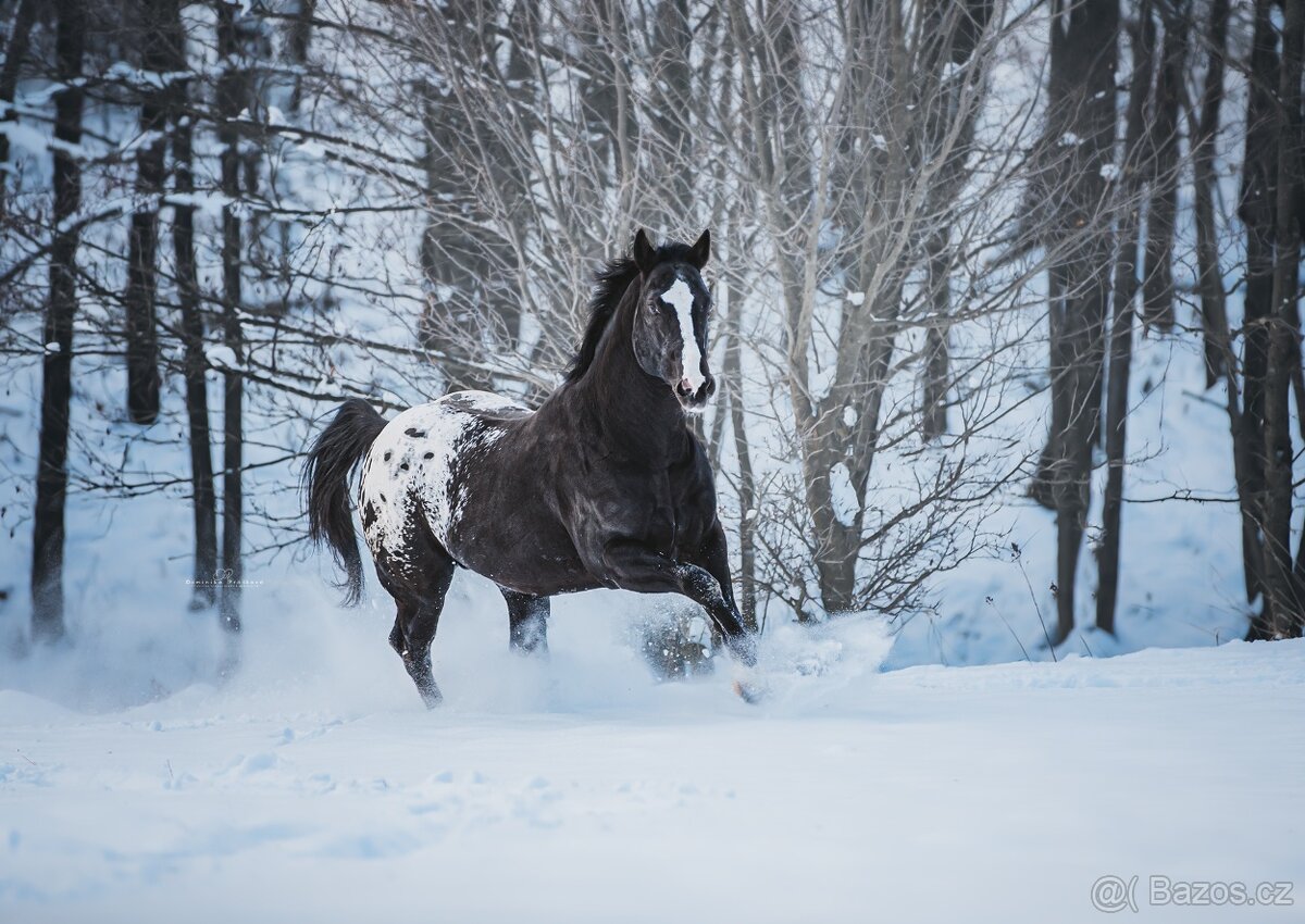 Připouštění hřebcem APPALOOSA