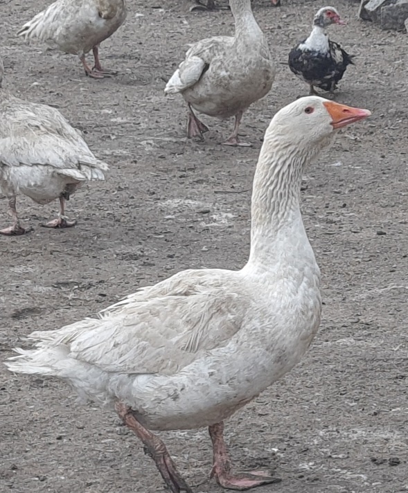 Husy německé