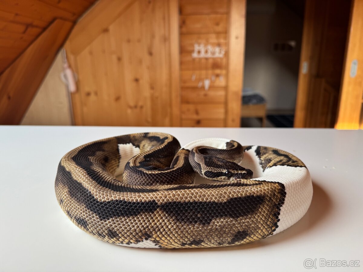 Krajta královská