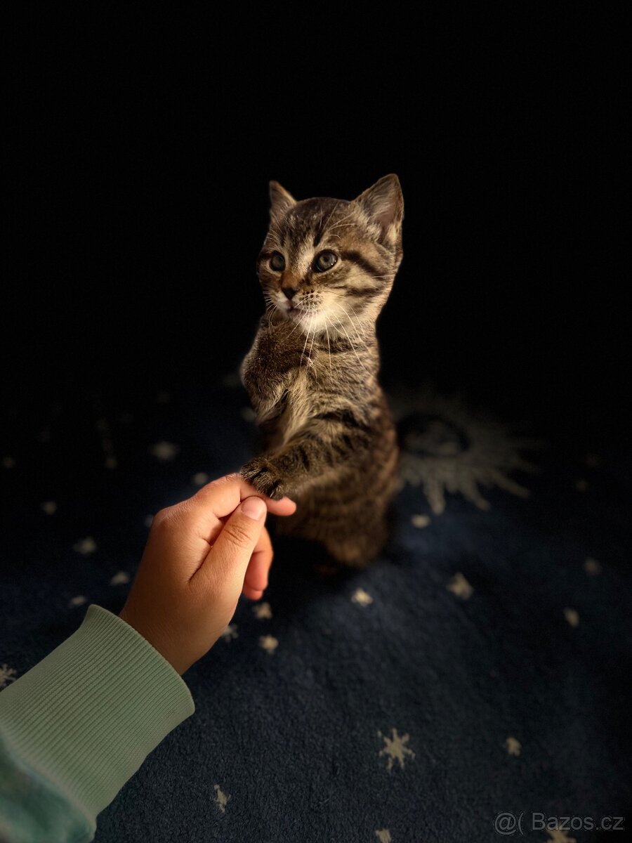 🐾 Hledá se nový domov pro kocourka Bobánka 🐾
